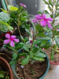 吴茂梅